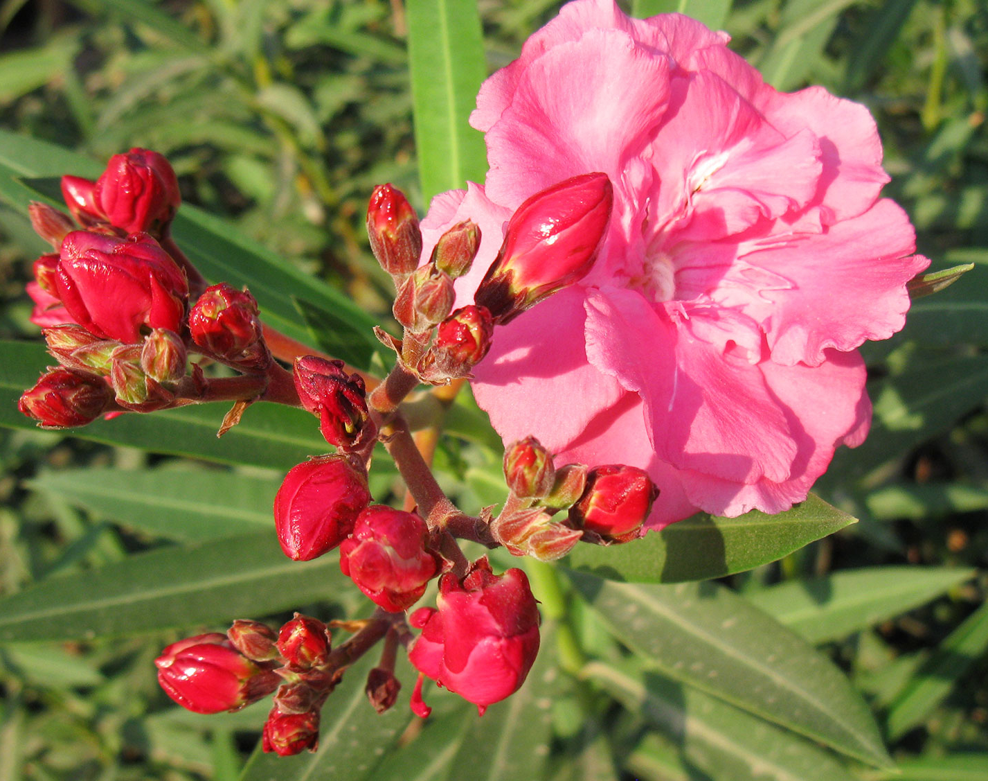 Loại c&acirc;y &ldquo;gọi&rdquo; rắn tới nh&agrave;, chứa chất cực độc: Nhiều gia đ&igrave;nh trồng m&agrave; kh&ocirc;ng biết- Ảnh 2.