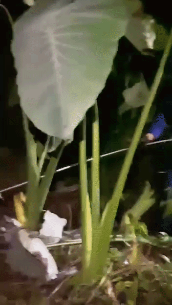 Thấy con trăn lảng vảng trong vườn, người đ&agrave;n &ocirc;ng chạy đến th&igrave; chứng kiến cảnh tượng đ&aacute;ng sợ- Ảnh 1.