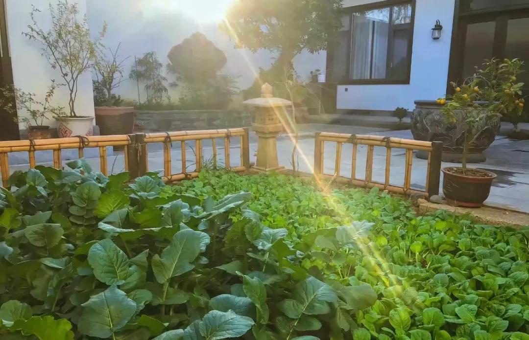 Bỏ phố về qu&ecirc;, người đ&agrave;n &ocirc;ng cải tạo s&acirc;n 100m&sup2; đẹp suốt 4 m&ugrave;a: Kh&ocirc;ng cần gi&agrave;u vẫn sống an y&ecirc;n- Ảnh 9.