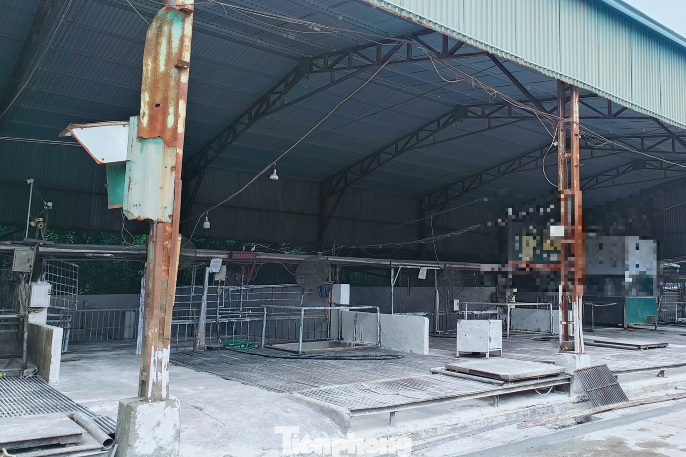 Vụ hơn 300 tấn lợn bệnh tại H&agrave; Nội: Hệ thống kiểm dịch t&ecirc; liệt từ b&ecirc;n trong- Ảnh 3.