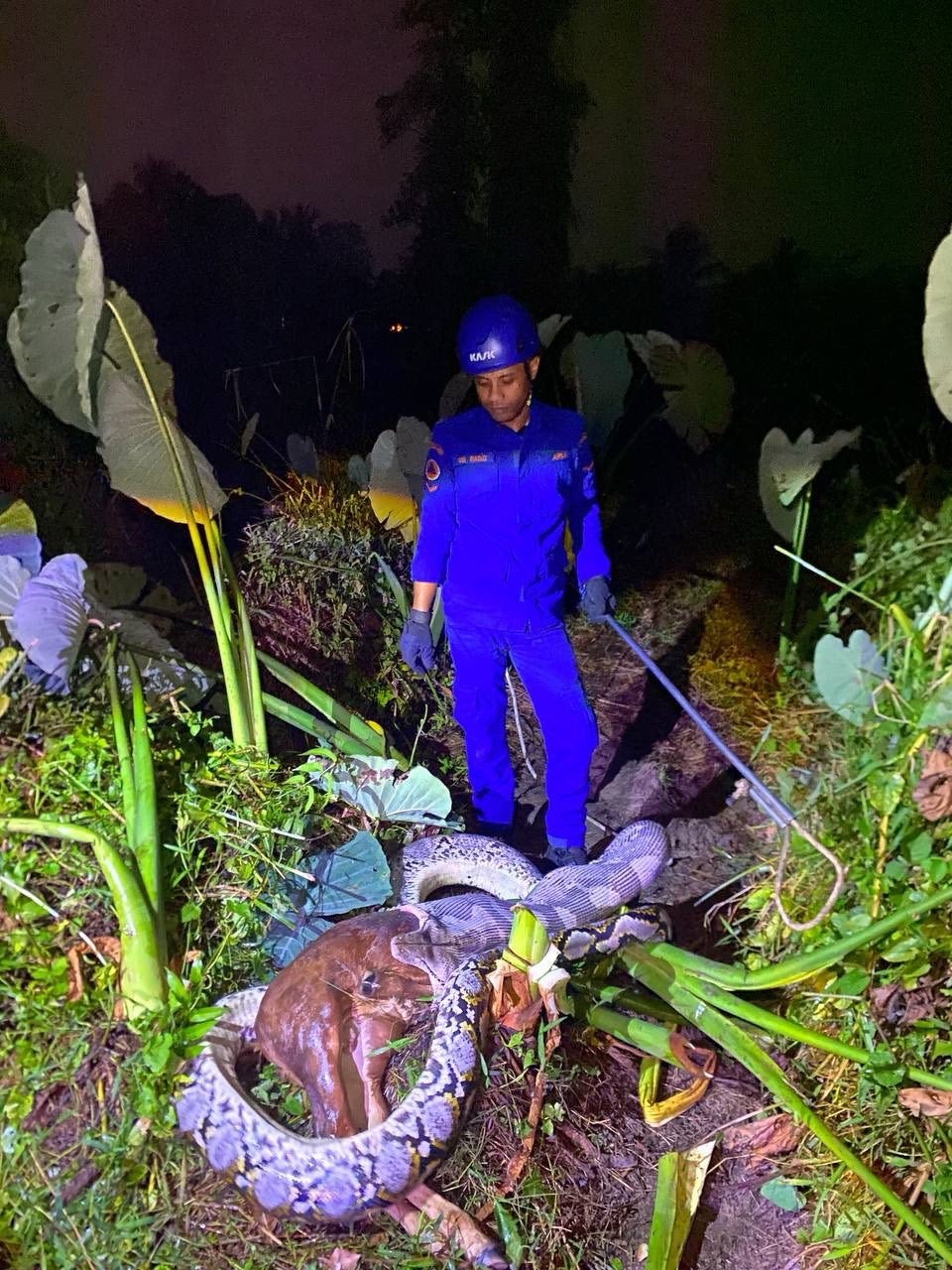 Thấy con trăn lảng vảng trong vườn, người đ&agrave;n &ocirc;ng chạy đến th&igrave; chứng kiến cảnh tượng đ&aacute;ng sợ- Ảnh 2.