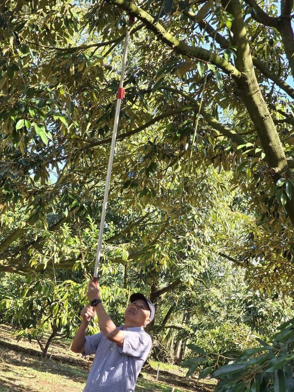 Người n&ocirc;ng d&acirc;n Đắk Lắk thu 15 tỷ/năm nhờ thứ quả &ldquo;ngửi th&igrave; nồng, ăn th&igrave; nghiện&rdquo;: L&agrave;m n&ocirc;ng nghiệp tử tế, người Việt kh&ocirc;ng thể ngh&egrave;o- Ảnh 2.