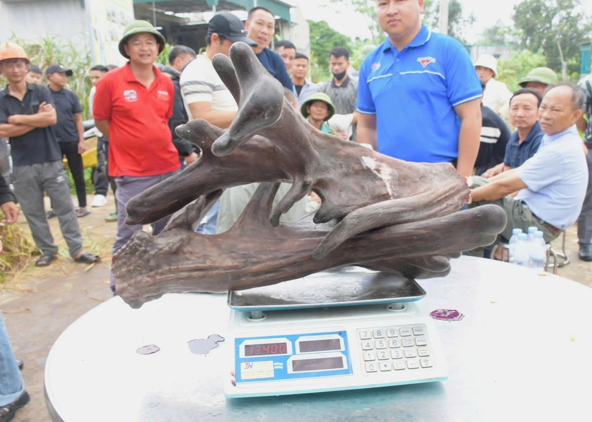 Mang thứ như "kh&uacute;c củi kh&ocirc;" đi b&aacute;n anh n&ocirc;ng d&acirc;n "đ&uacute;t t&uacute;i" ngay 107 triệu đồng- Ảnh 2.