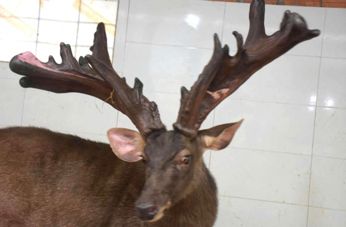 Mang thứ như "kh&uacute;c củi kh&ocirc;" đi b&aacute;n anh n&ocirc;ng d&acirc;n "đ&uacute;t t&uacute;i" ngay 107 triệu đồng- Ảnh 1.