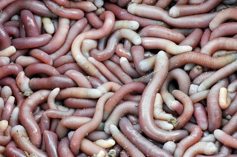 Chạm mốc 6.000.000 đồng/kg sinh vật lúc nhúc nhìn như giun đất ở Quảng Ninh, xưa chỉ siêu giàu dám tẩm bổ nay đại gia vẫn ráo riết săn lùng- Ảnh 1. Chạm mốc 6.000.000 đồng/kg sinh vật lúc nhúc nhìn như giun đất ở Quảng Ninh, xưa chỉ siêu giàu dám tẩm bổ nay đại gia vẫn ráo riết săn lùng- Ảnh 1.