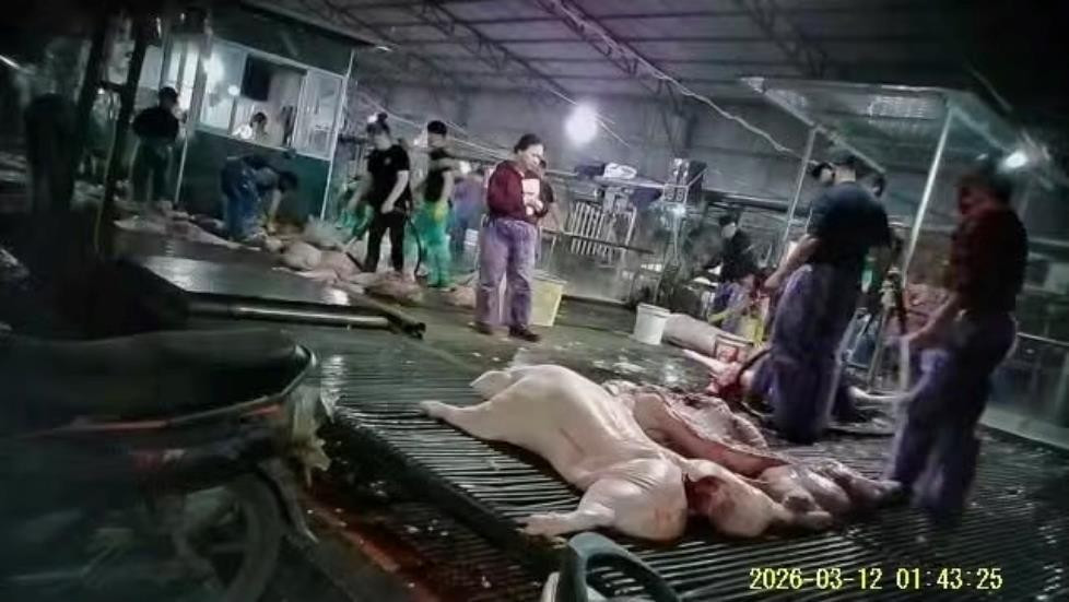 Vụ hơn 300 tấn lợn bệnh tại H&agrave; Nội: Hệ thống kiểm dịch t&ecirc; liệt từ b&ecirc;n trong- Ảnh 1.