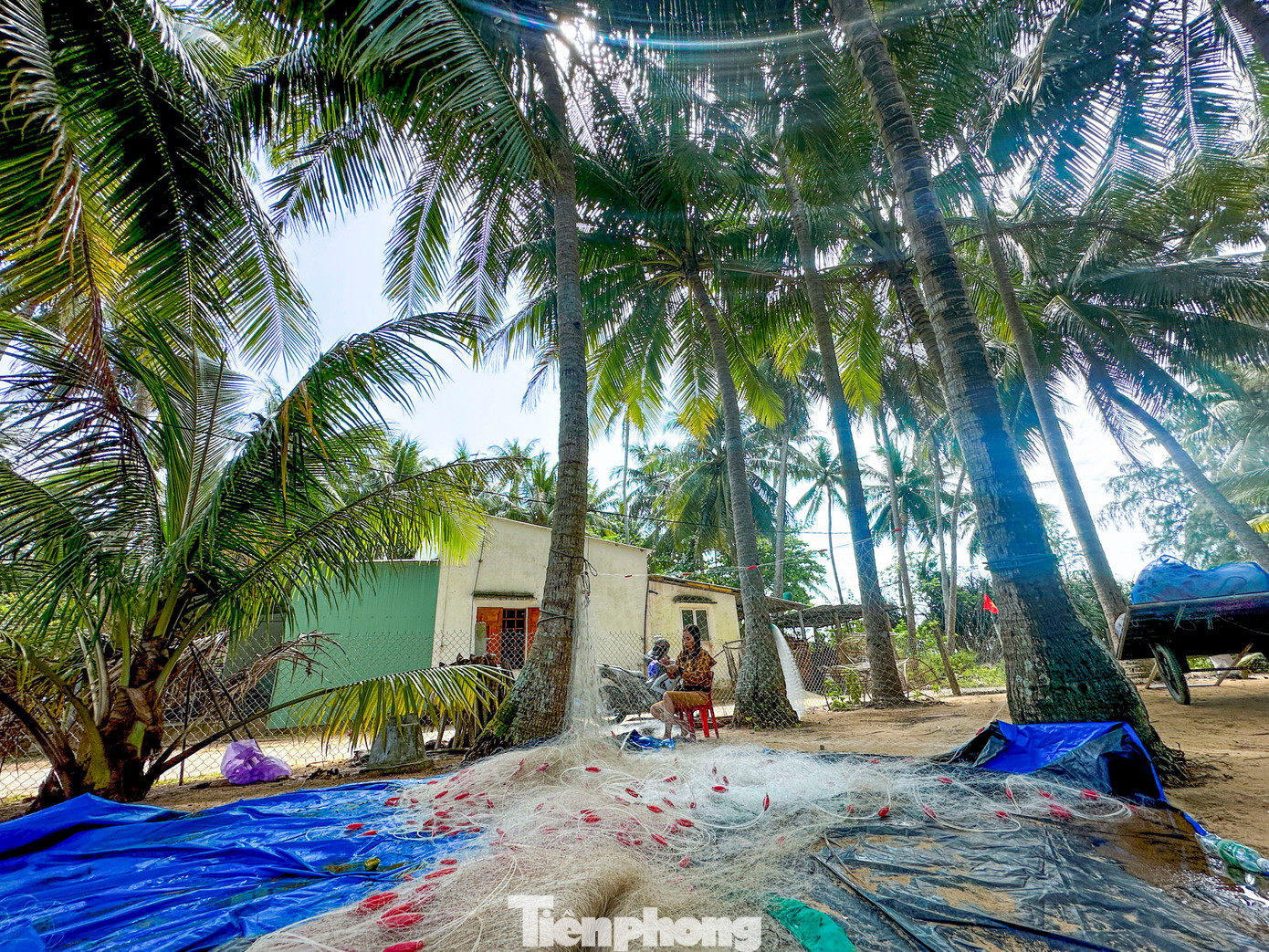 Th&iacute;ch m&ecirc; rừng dừa xanh mướt nơi x&atilde; đảo Tam Hải- Ảnh 3.