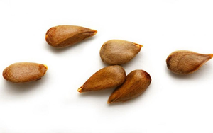 Đừng chỉ ăn quả, vỏ loại c&acirc;y n&agrave;y cũng qu&yacute; như "nh&acirc;n s&acirc;m người ngh&egrave;o", ở qu&ecirc; nhiều v&ocirc; kể- Ảnh 5.