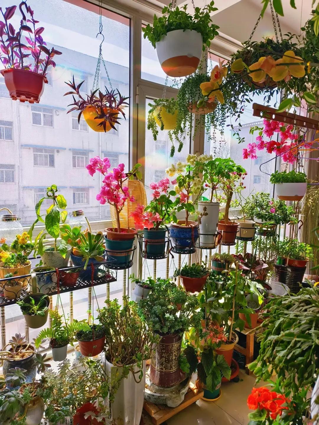 Ban c&ocirc;ng 3m&sup2; của người phụ nữ 45 tuổi g&acirc;y sốt: Trồng v&agrave;i chậu c&acirc;y đơn giản m&agrave; biến nh&agrave; th&agrave;nh nơi muốn về sớm mỗi ng&agrave;y- Ảnh 2.