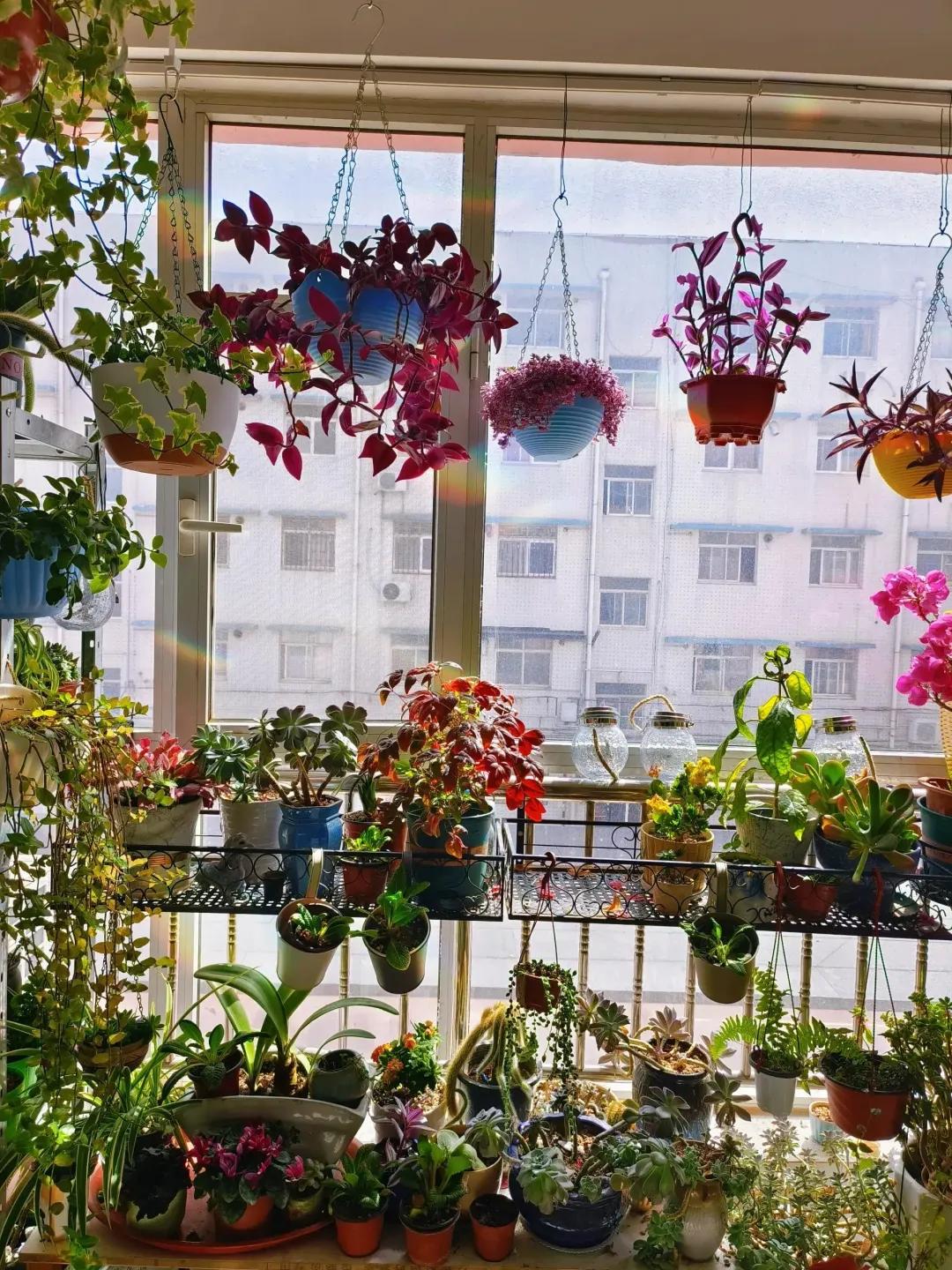 Ban c&ocirc;ng 3m&sup2; của người phụ nữ 45 tuổi g&acirc;y sốt: Trồng v&agrave;i chậu c&acirc;y đơn giản m&agrave; biến nh&agrave; th&agrave;nh nơi muốn về sớm mỗi ng&agrave;y- Ảnh 3.