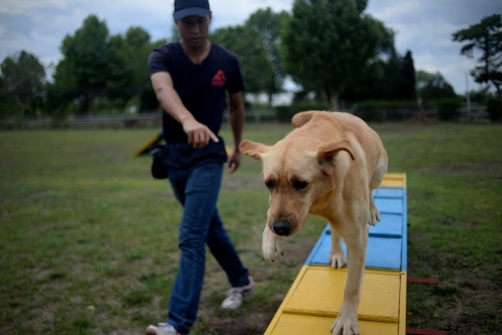 C&ocirc; g&aacute;i g&acirc;y tranh c&atilde;i khi chi 45 triệu đồng/th&aacute;ng cho ch&oacute; đi học- Ảnh 2.