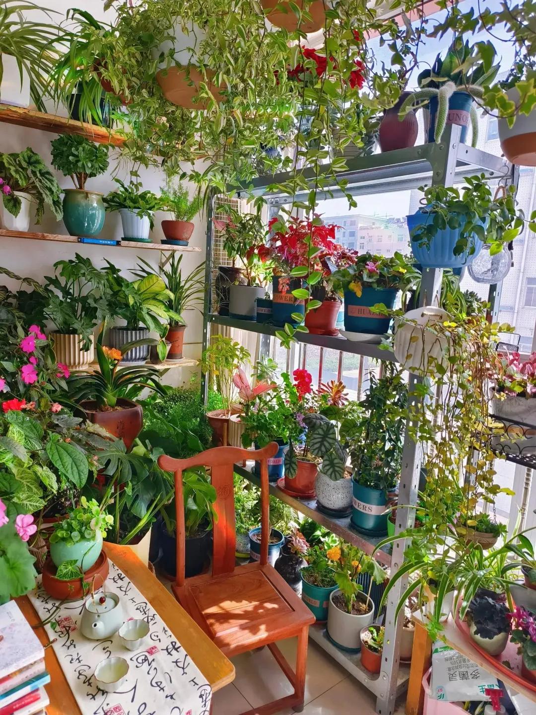 Ban c&ocirc;ng 3m&sup2; của người phụ nữ 45 tuổi g&acirc;y sốt: Trồng v&agrave;i chậu c&acirc;y đơn giản m&agrave; biến nh&agrave; th&agrave;nh nơi muốn về sớm mỗi ng&agrave;y- Ảnh 4.