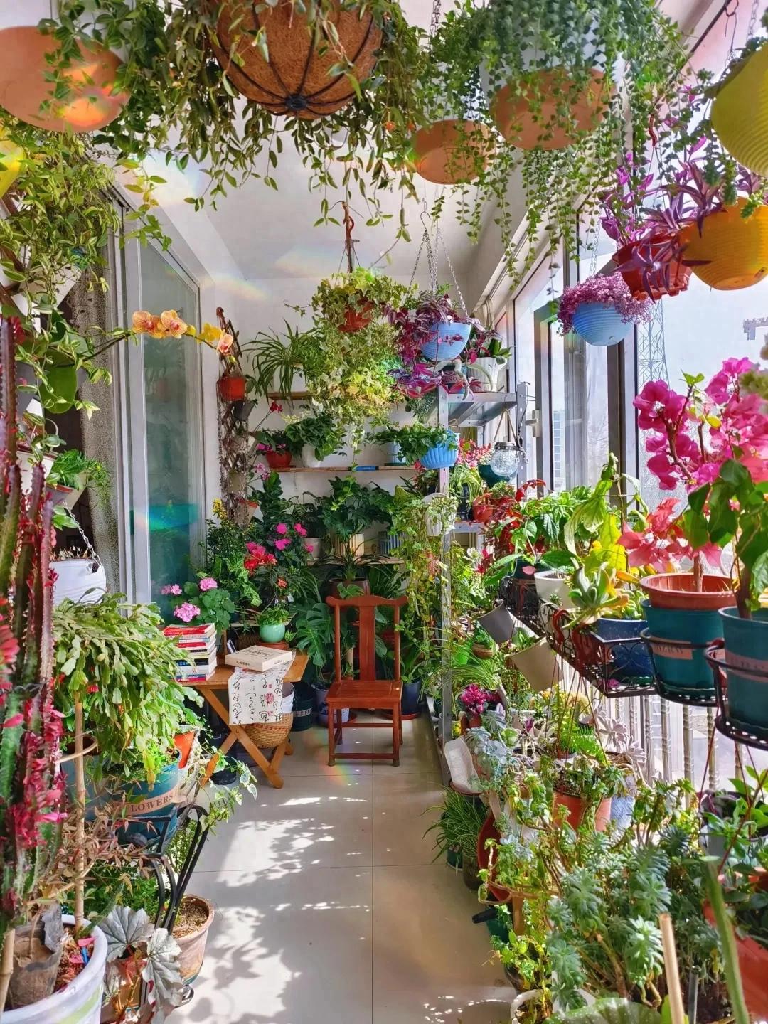 Ban c&ocirc;ng 3m&sup2; của người phụ nữ 45 tuổi g&acirc;y sốt: Trồng v&agrave;i chậu c&acirc;y đơn giản m&agrave; biến nh&agrave; th&agrave;nh nơi muốn về sớm mỗi ng&agrave;y- Ảnh 1.