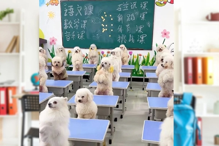 C&ocirc; g&aacute;i g&acirc;y tranh c&atilde;i khi chi 45 triệu đồng/th&aacute;ng cho ch&oacute; đi học- Ảnh 1.