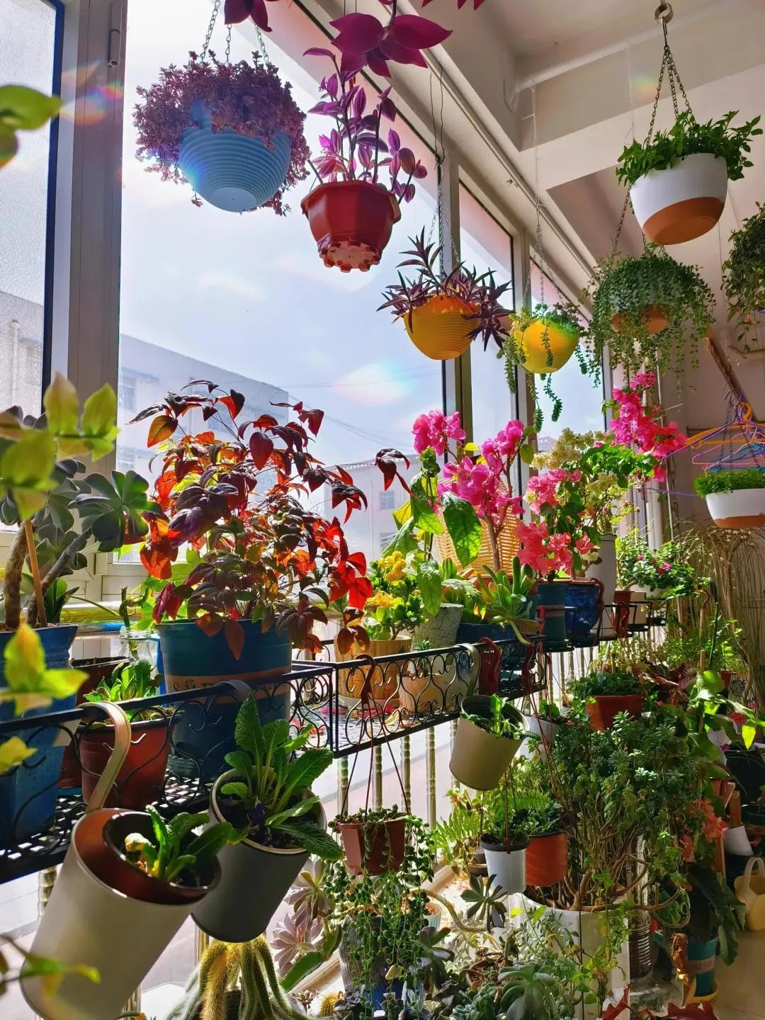 Ban c&ocirc;ng 3m&sup2; của người phụ nữ 45 tuổi g&acirc;y sốt: Trồng v&agrave;i chậu c&acirc;y đơn giản m&agrave; biến nh&agrave; th&agrave;nh nơi muốn về sớm mỗi ng&agrave;y- Ảnh 5.