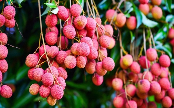 Loại quả khiến Dương Qu&yacute; Phi đặc biệt th&iacute;ch: Xưa vận chuyển ngh&igrave;n dặm, nay b&aacute;n đầy vỉa h&egrave;- Ảnh 3.