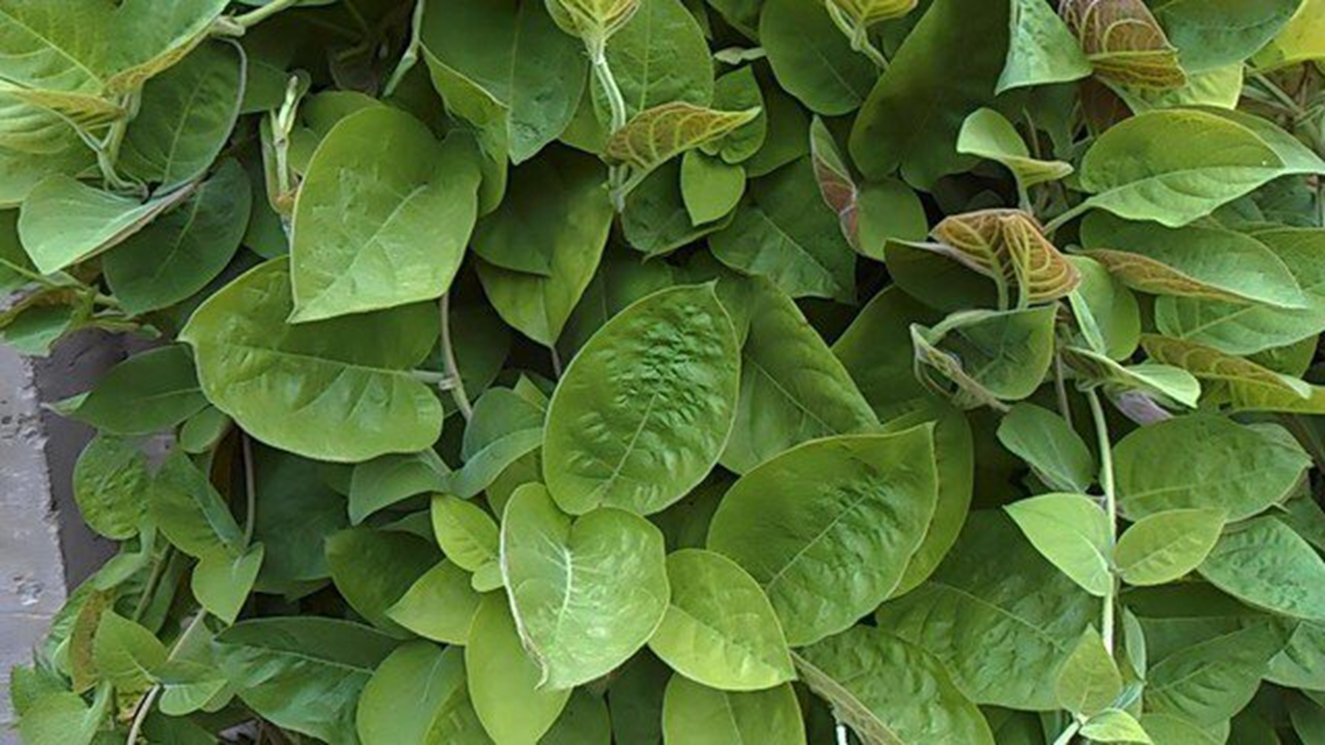 Loại l&aacute; mọc dại bờ r&agrave;o được xem l&agrave; "bảo bối" cho hệ ti&ecirc;u h&oacute;a- Ảnh 1.