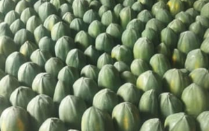 Đừng chỉ ăn quả, vỏ loại c&acirc;y n&agrave;y cũng qu&yacute; như "nh&acirc;n s&acirc;m người ngh&egrave;o", ở qu&ecirc; nhiều v&ocirc; kể- Ảnh 7.