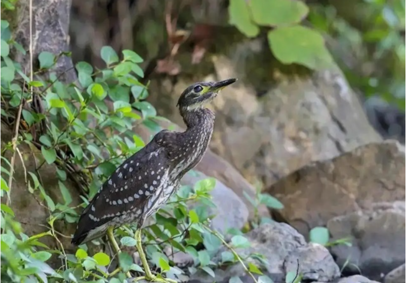 Đi câu cá, người đàn ông bất ngờ đụng độ loài vật hiếm hơn gấu trúc: Cả thế giới chỉ còn 1.000 con- Ảnh 2. Đi câu cá, người đàn ông bất ngờ đụng độ loài vật hiếm hơn gấu trúc: Cả thế giới chỉ còn 1.000 con- Ảnh 2.