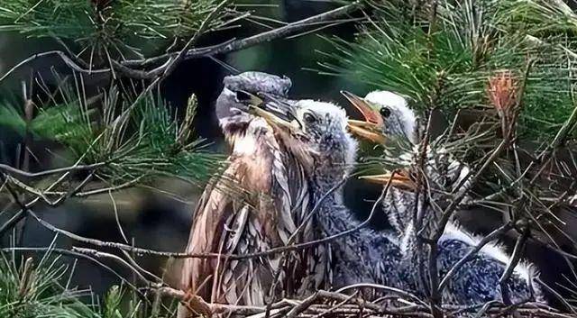 Đi câu cá, người đàn ông bất ngờ đụng độ loài vật hiếm hơn gấu trúc: Cả thế giới chỉ còn 1.000 con- Ảnh 3. Đi câu cá, người đàn ông bất ngờ đụng độ loài vật hiếm hơn gấu trúc: Cả thế giới chỉ còn 1.000 con- Ảnh 3.