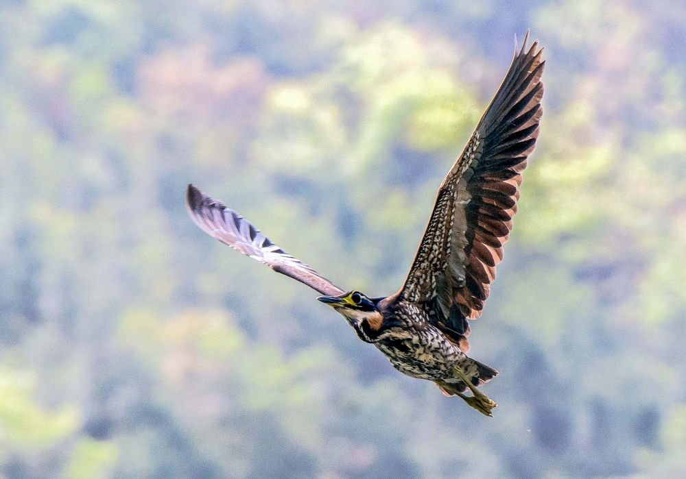 Đi câu cá, người đàn ông bất ngờ đụng độ loài vật hiếm hơn gấu trúc: Cả thế giới chỉ còn 1.000 con- Ảnh 4. Đi câu cá, người đàn ông bất ngờ đụng độ loài vật hiếm hơn gấu trúc: Cả thế giới chỉ còn 1.000 con- Ảnh 4.