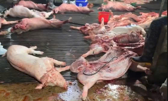 Vụ "tuồn" thịt lợn bệnh v&agrave;o h&agrave;ng trăm trường học ở H&agrave; Nội: Chủ l&ograve; mổ v&agrave; c&aacute;c c&aacute;n bộ li&ecirc;n quan c&oacute; thể đối mặt với mức &aacute;n n&agrave;o?- Ảnh 2.