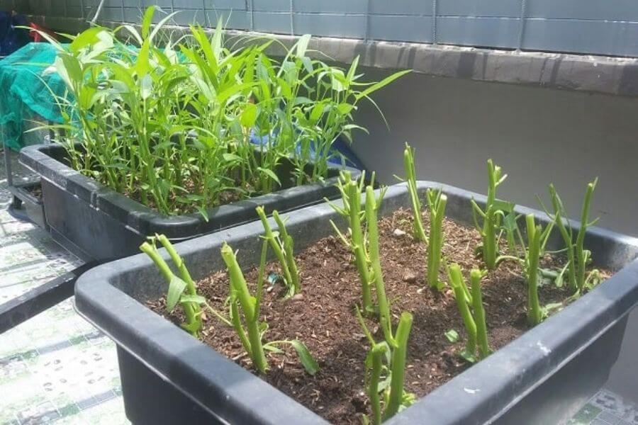 3 loại rau n&ecirc;n trồng ngay b&acirc;y giờ: Sống khỏe, 20 ng&agrave;y c&oacute; rau sạch ăn liền- Ảnh 1.