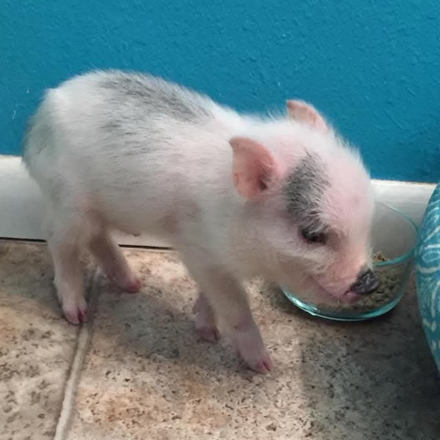 C&uacute; lừa thế kỷ: C&oacute; lẽ kh&ocirc;ng c&oacute; kh&aacute;i niệm gọi l&agrave; "lợn mini" v&agrave; những người nu&ocirc;i nhận ra điều n&agrave;y qu&aacute; trễ- Ảnh 1.