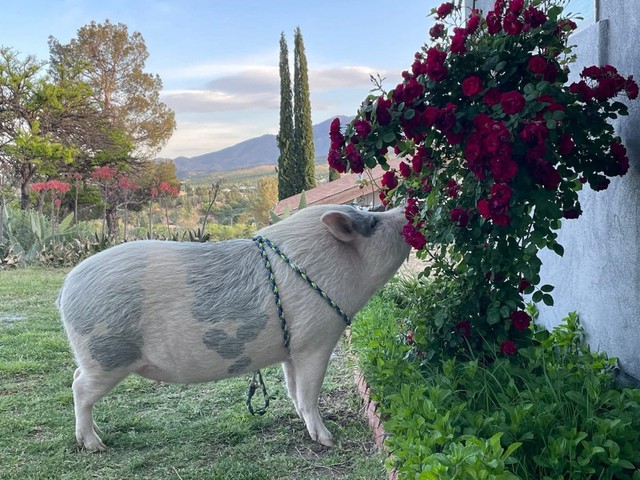 C&uacute; lừa thế kỷ: C&oacute; lẽ kh&ocirc;ng c&oacute; kh&aacute;i niệm gọi l&agrave; "lợn mini" v&agrave; những người nu&ocirc;i nhận ra điều n&agrave;y qu&aacute; trễ- Ảnh 2.