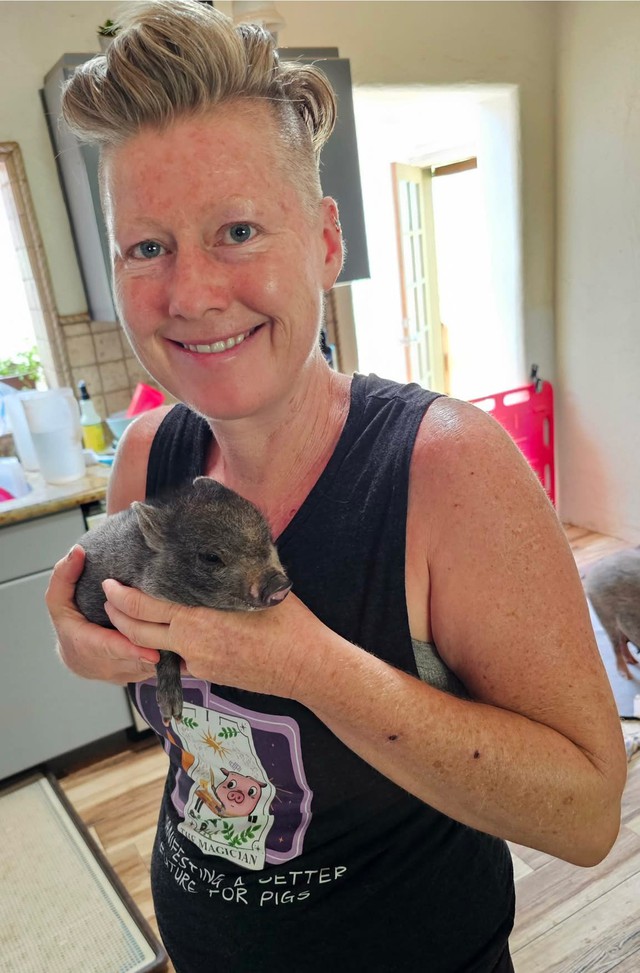 C&uacute; lừa thế kỷ: C&oacute; lẽ kh&ocirc;ng c&oacute; kh&aacute;i niệm gọi l&agrave; "lợn mini" v&agrave; những người nu&ocirc;i nhận ra điều n&agrave;y qu&aacute; trễ- Ảnh 4.