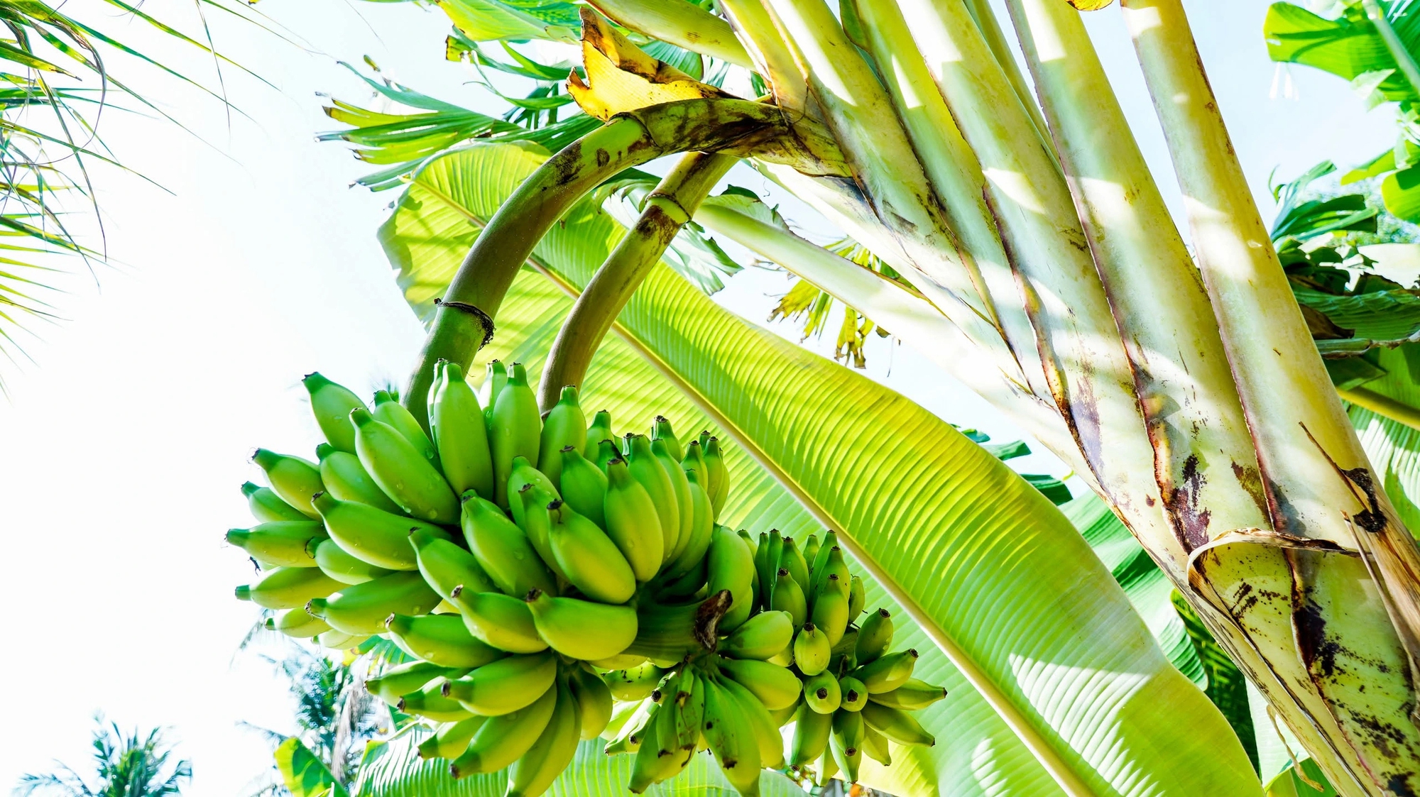 Chuyện lạ ở C&agrave; Mau: Chuối một th&acirc;n trổ 2 buồng, l&atilde;o n&ocirc;ng n&oacute;i &ldquo;chưa từng thấy&rdquo;- Ảnh 1.