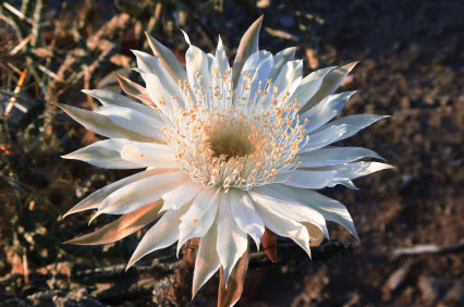 Lo&agrave;i hoa đắt nhất h&agrave;nh tinh: Đắt đến mức v&ocirc; l&yacute; nhưng kh&ocirc;ng thể mua trưng b&agrave;y- Ảnh 2.