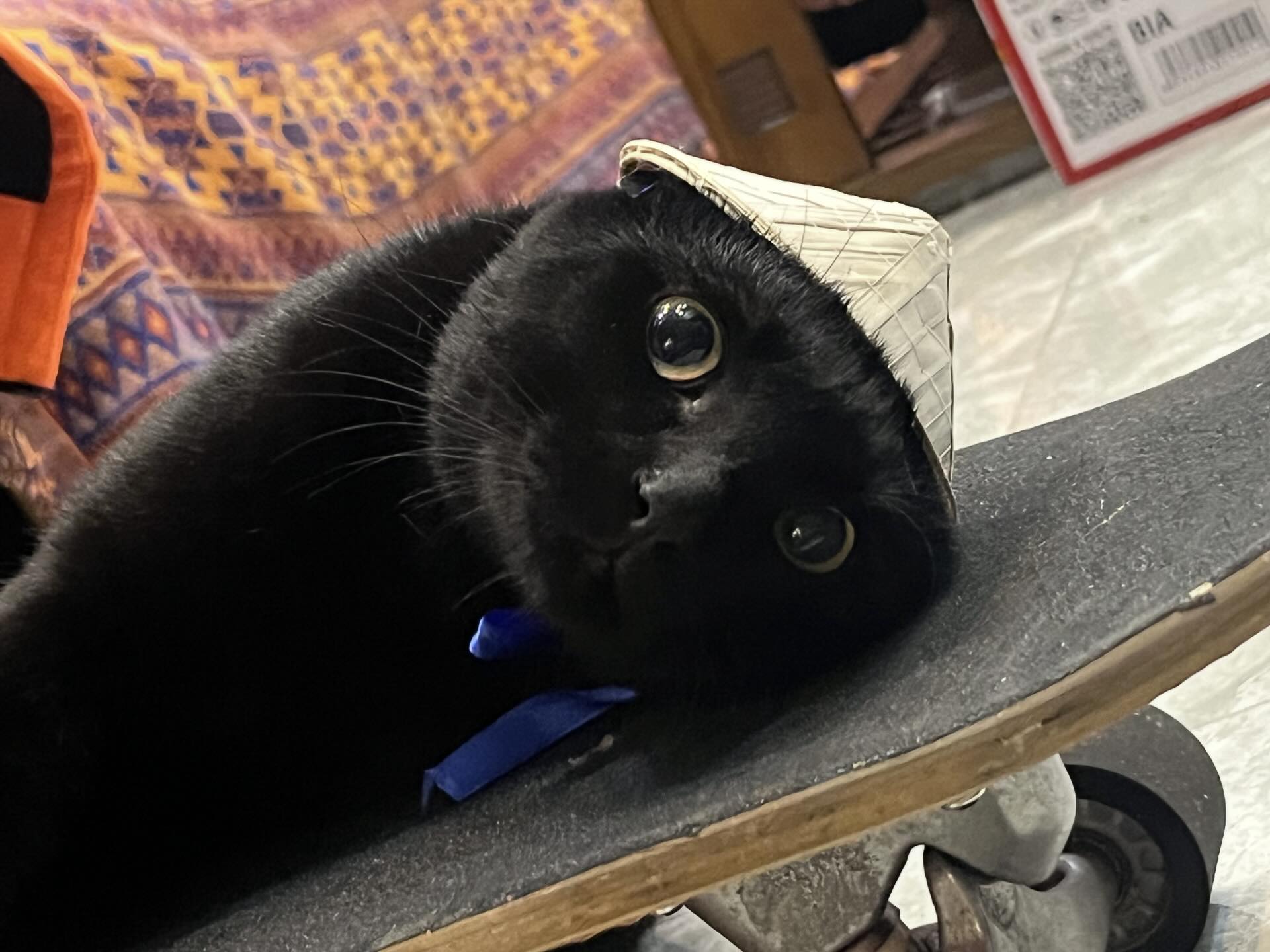 Sốc ch&uacute; m&egrave;o đen lướt s&oacute;ng ở Nha Trang l&agrave;m khối anh em ngậm ng&ugrave;i nhận thua- Ảnh 3.