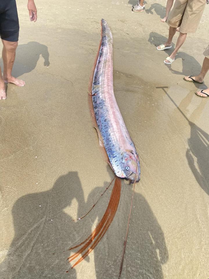 Sinh vật d&agrave;i như dải lụa, to&agrave;n th&acirc;n m&agrave;u bạc bất ngờ dạt v&agrave;o bờ biển Mỹ Kh&ecirc;, d&acirc;n mạng tranh c&atilde;i kh&ocirc;ng ngớt- Ảnh 1.