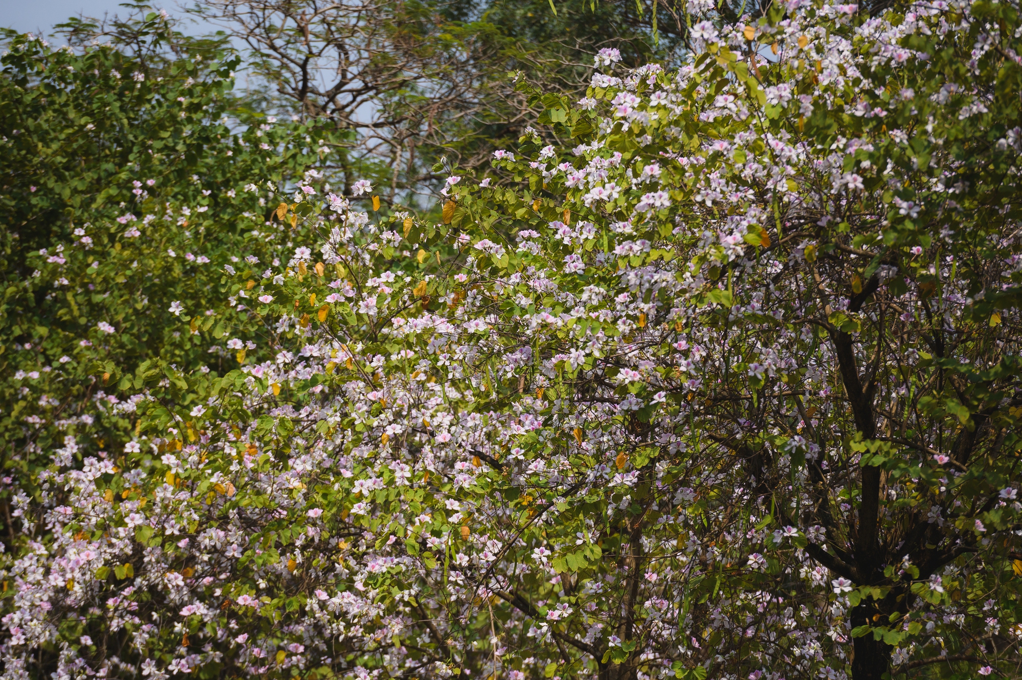 Ăn chơi cho hết tháng Giêng, mùa săn hoa đã đến khiến cả Hà Nội đứng ngồi không yên- Ảnh 6. Ăn chơi cho hết tháng Giêng, mùa săn hoa đã đến khiến cả Hà Nội đứng ngồi không yên- Ảnh 6.