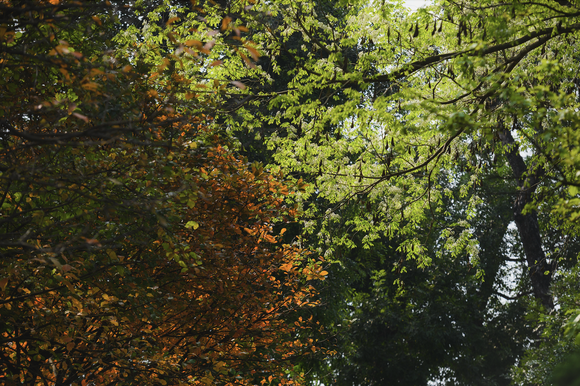 Ăn chơi cho hết tháng Giêng, mùa săn hoa đã đến khiến cả Hà Nội đứng ngồi không yên- Ảnh 12. Ăn chơi cho hết tháng Giêng, mùa săn hoa đã đến khiến cả Hà Nội đứng ngồi không yên- Ảnh 12.