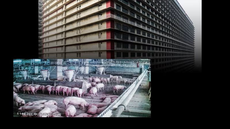Cận cảnh kh&aacute;ch sạn 26 tầng kh&ocirc;ng d&agrave;nh cho người: C&acirc;u chuyện Trung Quốc muốn xuất khẩu m&ocirc; h&igrave;nh nu&ocirc;i lợn sang ĐN&Aacute;- Ảnh 2.