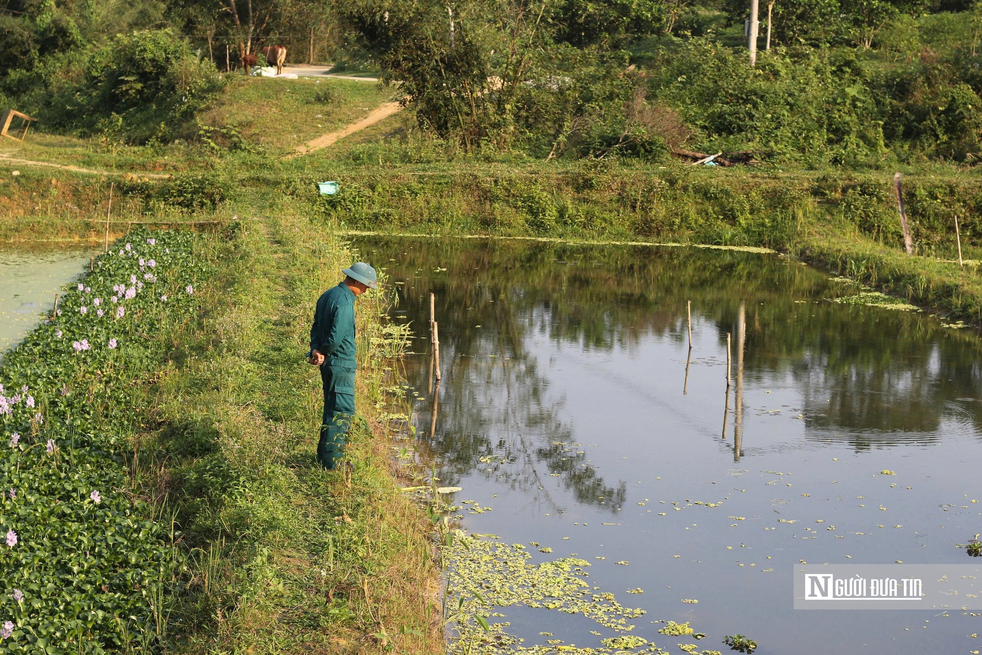 H&agrave; Tĩnh: Nu&ocirc;i &ldquo;v&agrave;ng đen&rdquo;, n&ocirc;ng d&acirc;n thu tiền triệu mỗi ng&agrave;y- Ảnh 1.