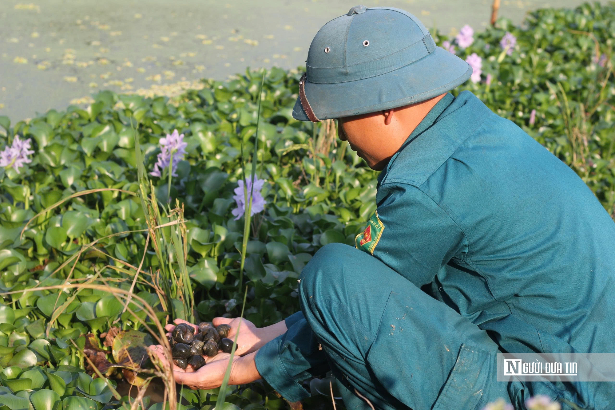H&agrave; Tĩnh: Nu&ocirc;i &ldquo;v&agrave;ng đen&rdquo;, n&ocirc;ng d&acirc;n thu tiền triệu mỗi ng&agrave;y- Ảnh 4.