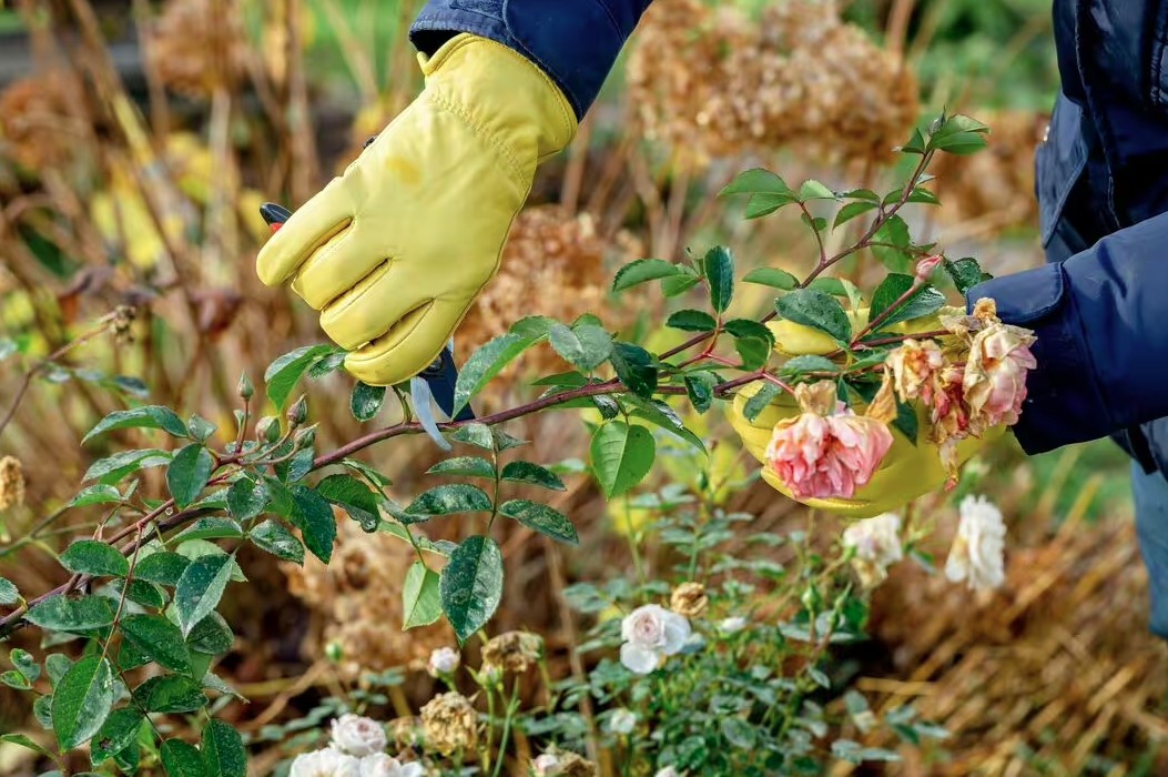 2 loại cây cần cắt tỉa ngay lúc này- Ảnh 2. 2 loại cây cần cắt tỉa ngay lúc này- Ảnh 2.