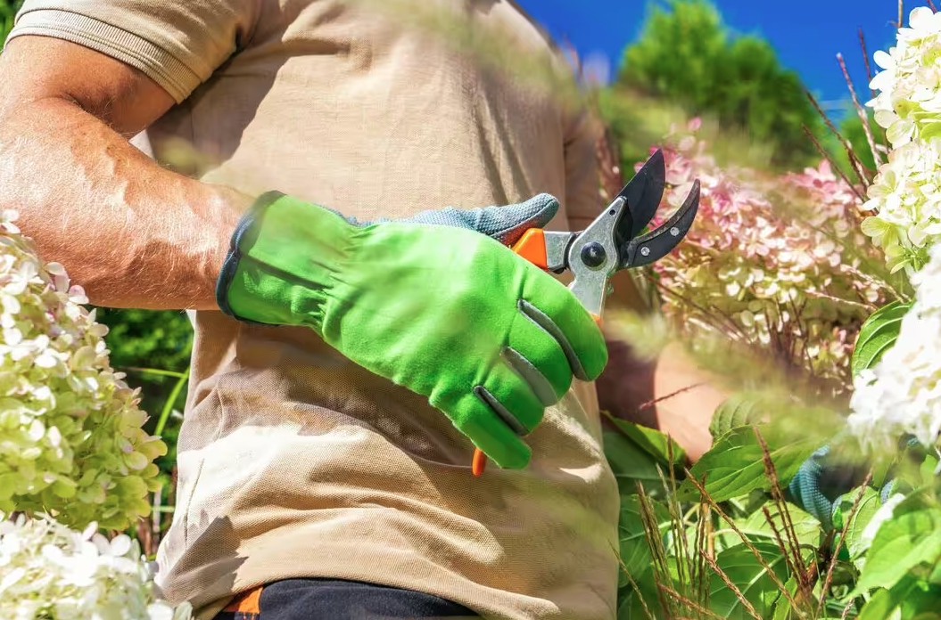 2 loại cây cần cắt tỉa ngay lúc này- Ảnh 1. 2 loại cây cần cắt tỉa ngay lúc này- Ảnh 1.