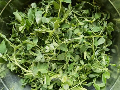 V&agrave;o m&ugrave;a xu&acirc;n, h&atilde;y nấu 2 m&oacute;n ăn từ loại rau tươi mềm lại gi&uacute;p thanh nhiệt, kh&aacute;ng khuẩn, bổ gan v&agrave; bảo vệ mắt- Ảnh 2.