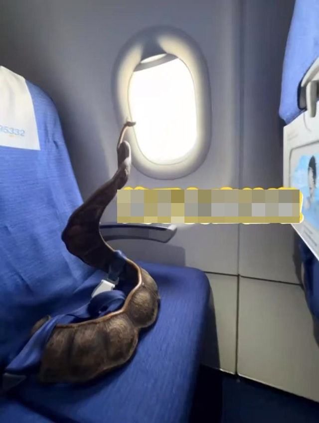 Cô gái thản nhiên quấn "con rắn" khổng lồ quanh người lên máy bay, hành khách xôn xao khi biết đó là gì- Ảnh 2. Cô gái thản nhiên quấn