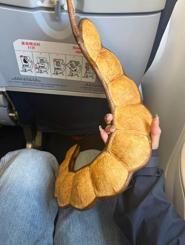 Cô gái thản nhiên quấn "con rắn" khổng lồ quanh người lên máy bay, hành khách xôn xao khi biết đó là gì- Ảnh 3. Cô gái thản nhiên quấn