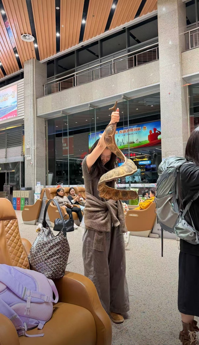 Cô gái thản nhiên quấn "con rắn" khổng lồ quanh người lên máy bay, hành khách xôn xao khi biết đó là gì- Ảnh 4. Cô gái thản nhiên quấn