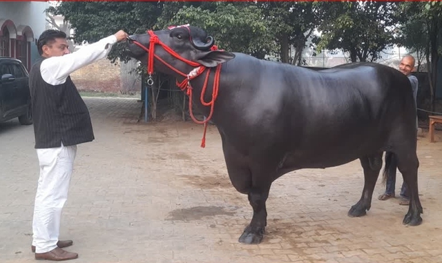 Con tr&acirc;u đắt nhất thế giới gi&aacute; gần 300 tỷ đồng g&acirc;y chấn động: Sở hữu "mỏ v&agrave;ng" đặc biệt- Ảnh 2.