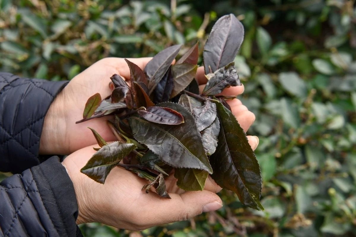 Hồi sinh loại c&acirc;y từng bị đốn l&agrave;m củi, chứa 'chất qu&yacute;' gấp 135 lần b&igrave;nh thường, nữ gi&aacute;m đốc thu hơn 1 tỷ đồng/tấn- Ảnh 1.