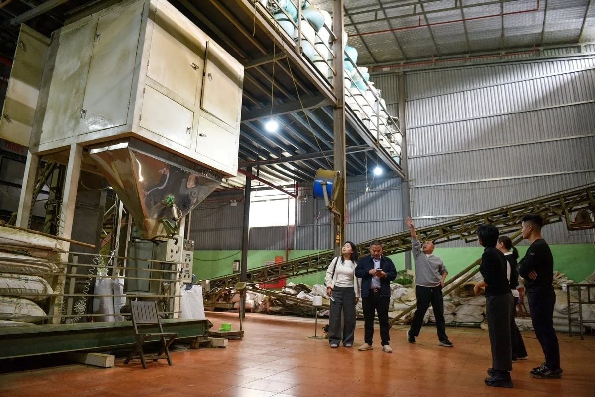 Hồi sinh loại c&acirc;y từng bị đốn l&agrave;m củi, chứa 'chất qu&yacute;' gấp 135 lần b&igrave;nh thường, nữ gi&aacute;m đốc thu hơn 1 tỷ đồng/tấn- Ảnh 3.