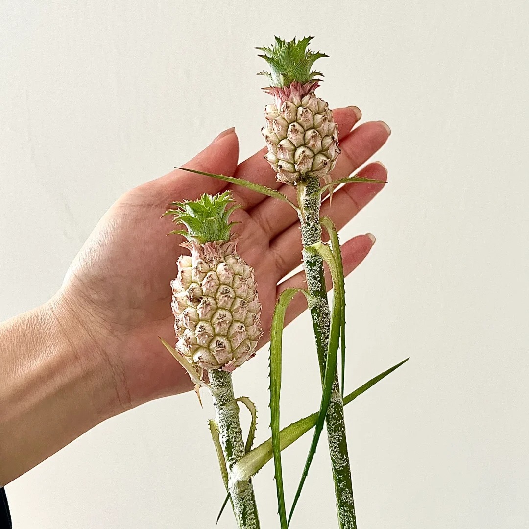 "Ph&aacute;t sốt" với th&uacute; cắm dứa cảnh mini: Thơm nức kh&ocirc;ng gian, chưng tận 4 th&aacute;ng kh&ocirc;ng hỏng m&agrave; gi&aacute; chỉ chừng 400 "c&agrave;nh"!- Ảnh 12.