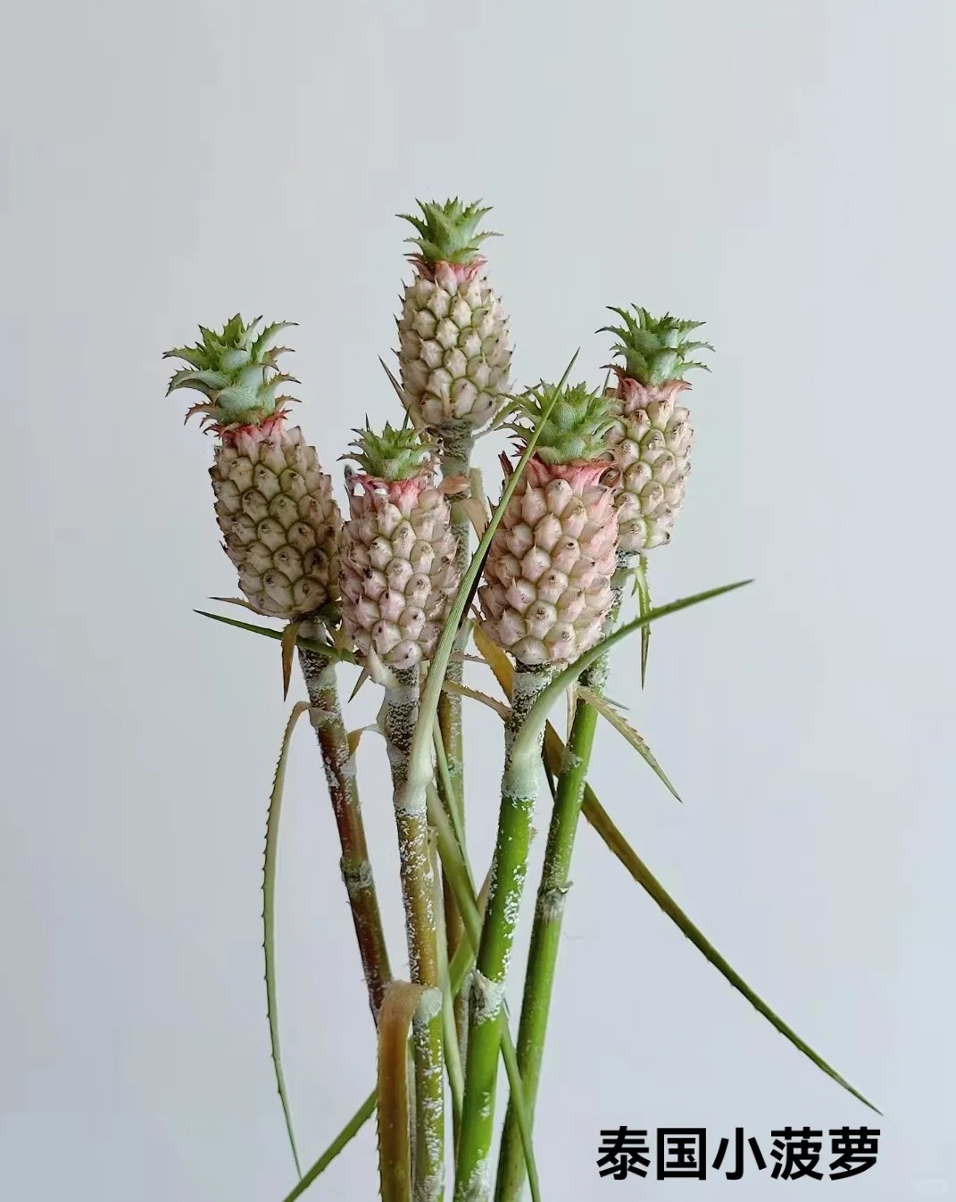 "Ph&aacute;t sốt" với th&uacute; cắm dứa cảnh mini: Thơm nức kh&ocirc;ng gian, chưng tận 4 th&aacute;ng kh&ocirc;ng hỏng m&agrave; gi&aacute; chỉ chừng 400 "c&agrave;nh"!- Ảnh 5.